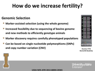 Genomic Selection
 Marker-assisted selection (using the whole genome)
 Increased feasibility due to sequencing of bovine genome
and new methods to efficiently genotype animals
 Marker discovery requires carefully phenotyped populations
 Can be based on single nucleotide polymorphisms (SNPs)
and copy number variation (CNV) Illumina 777K
BovineHD Beadchip
How do we increase fertility?
USDA NIFA AFRI 2013-68004-20365
 