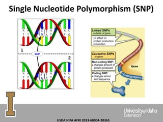 Single Nucleotide Polymorphism (SNP)
USDA NIFA AFRI 2013-68004-20365
 