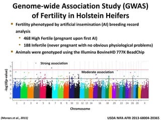 Genome-wide Association Study (GWAS)
of Fertility in Holstein Heifers
 Fertility phenotyped by artificial insemination (AI) breeding record
analysis
• 468 High Fertile (pregnant upon first AI)
• 188 Infertile (never pregnant with no obvious physiological problems)
 Animals were genotyped using the Illumina BovineHD 777K BeadChip
Chromosome
-log10(p-value)
(Moraes et al., 2015)
Strong association
Moderate association
USDA NIFA AFRI 2013-68004-20365
 