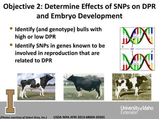 Objective 2: Determine Effects of SNPs on DPR
and Embryo Development
 Identify (and genotype) bulls with
high or low DPR
 Identify SNPs in genes known to be
involved in reproduction that are
related to DPR
USDA NIFA AFRI 2013-68004-20365(Photos courtesy of Select Sires, Inc.)
 