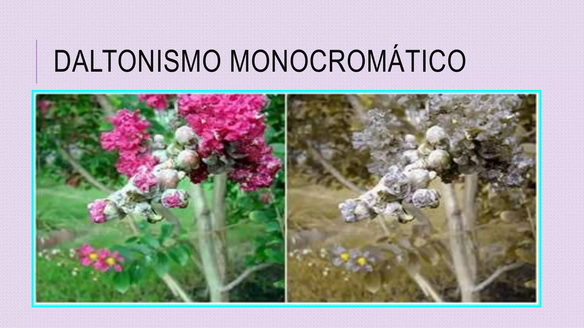 DALTONISMO