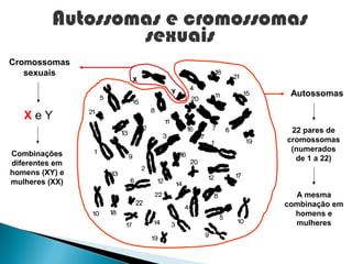 Autossomas e cromossomas
                  sexuais
Cromossomas
   sexuais

                                Autossomas

   XeY
                                 22 pares de
                                cromossomas
                                 (numerados
Combinações
                                  de 1 a 22)
diferentes em
homens (XY) e
mulheres (XX)
                                 A mesma
                               combinação em
                                 homens e
                                 mulheres
 