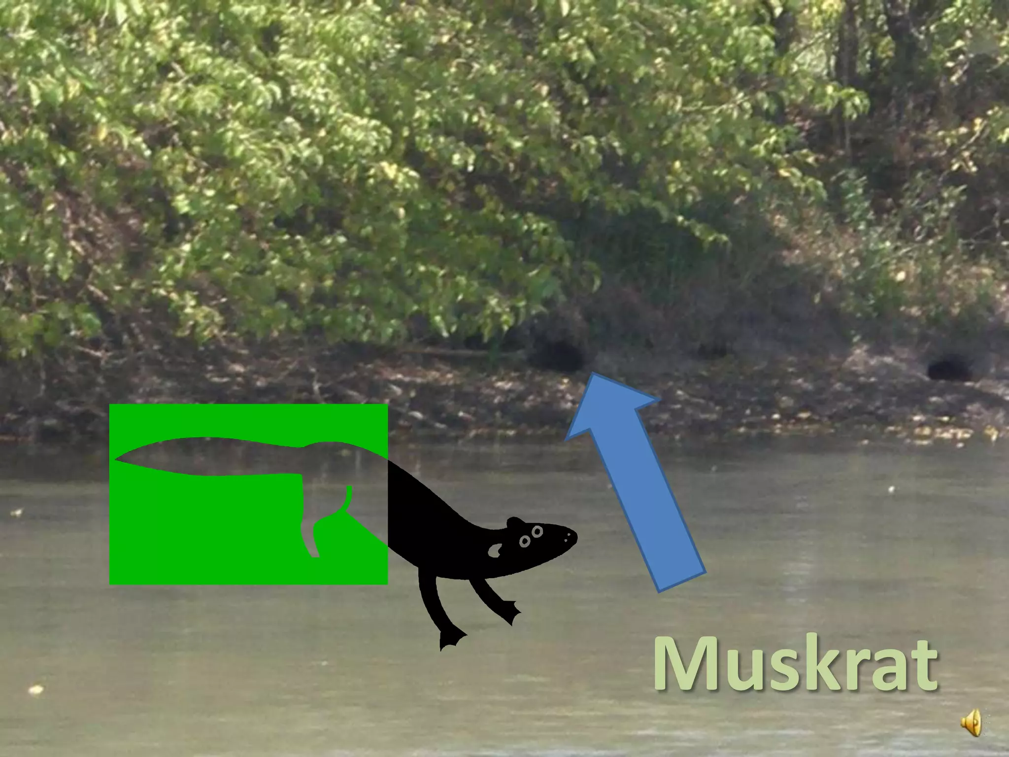 Muskrat