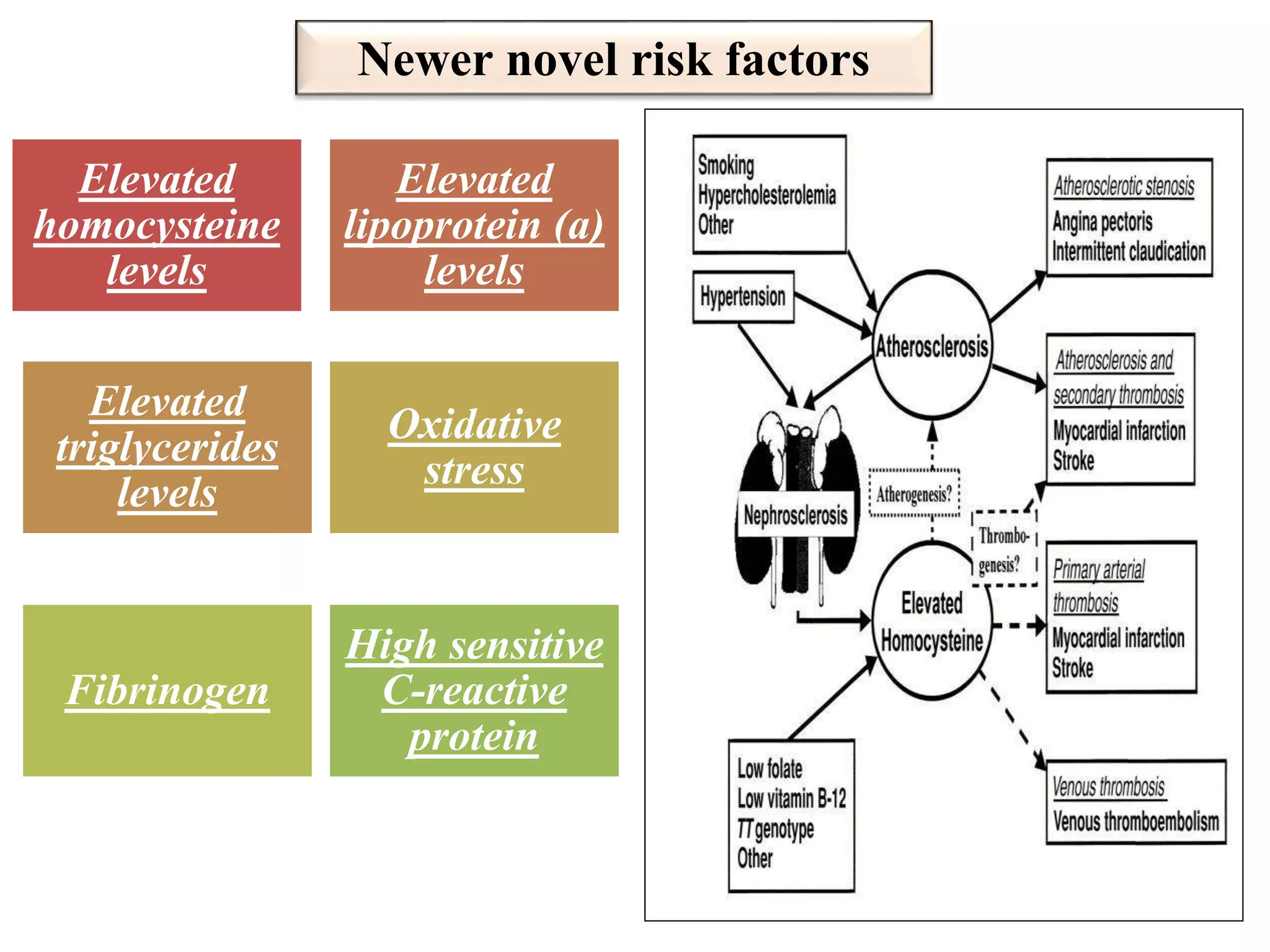 Newer novel risk factors
Elevated
homocysteine
levels
Elevated
lipoprotein (a)
levels
Elevated
triglycerides
levels
Oxidative
stress
Fibrinogen
High sensitive
C-reactive
protein
 