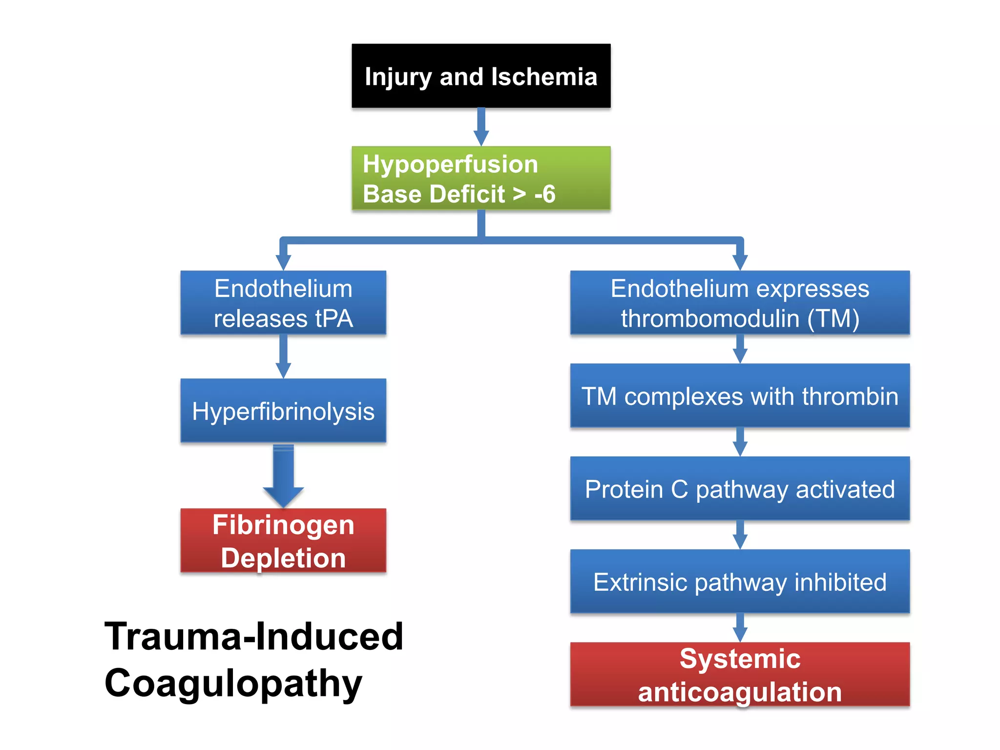 Injury and Ischemia


                     Hypoperfusion
                     Base Deficit > -6


      Endothelium                          Endothelium expresses
      releases tPA                          thrombomodulin (TM)


                                         TM complexes with thrombin
    Hyperfibrinolysis


                                         Protein C pathway activated
     Fibrinogen
     Depletion
                                         Extrinsic pathway inhibited

Trauma-Induced                                  Systemic
Coagulopathy                                 anticoagulation
 