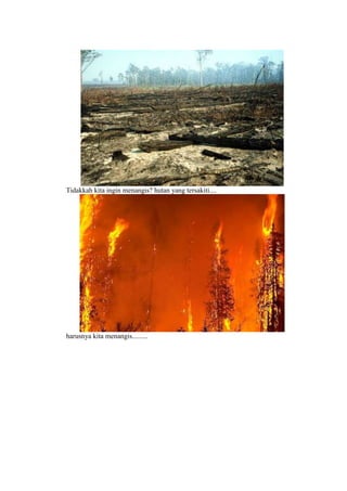Tidakkah kita ingin menangis? hutan yang tersakiti....
harusnya kita menangis.........
 
