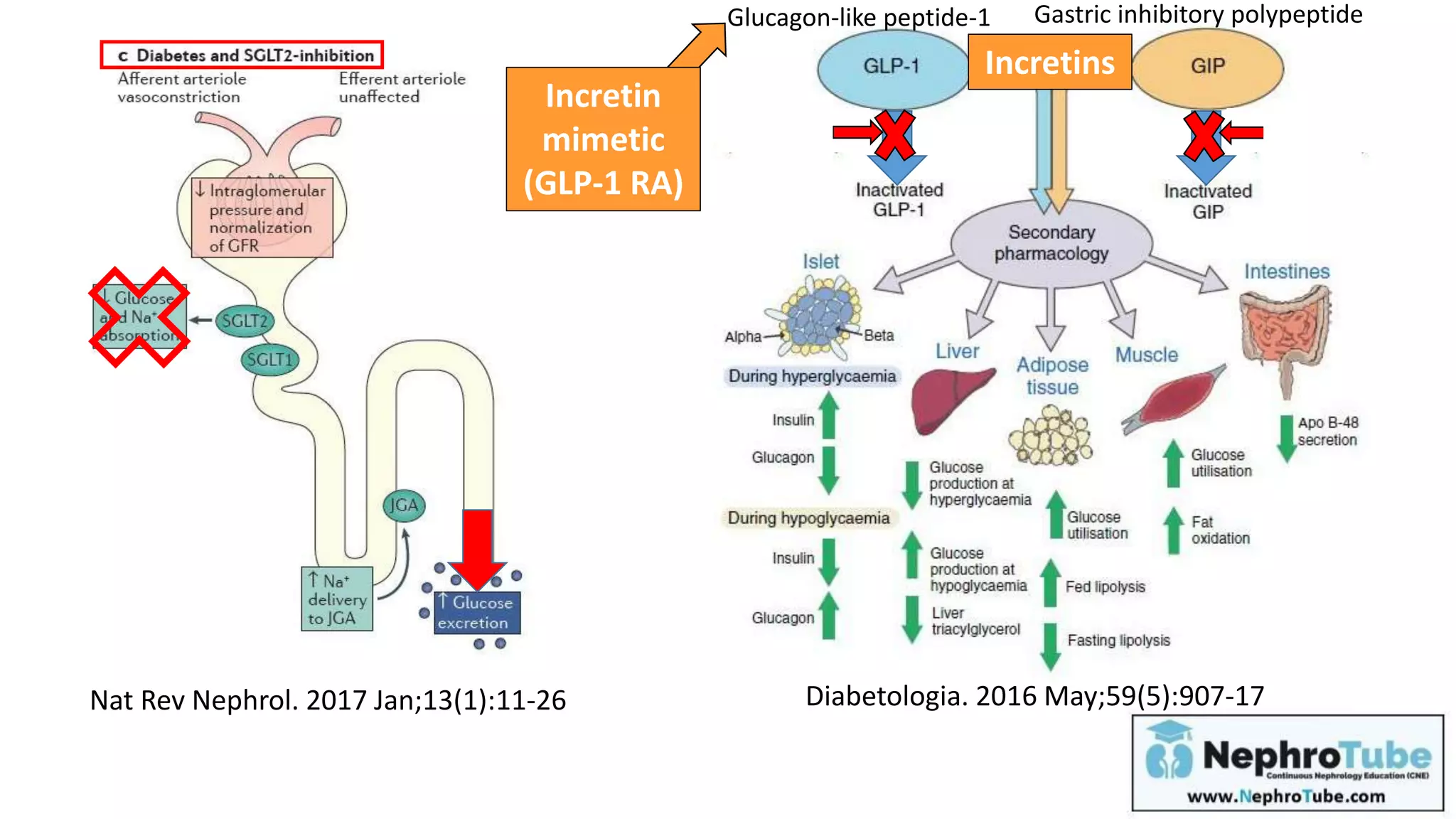 Photo inspiration: The Association Of Incretin Mimetics Reference: Sglt2 I Dpp4 I Incretin Mimetics Optimizing Their Use In