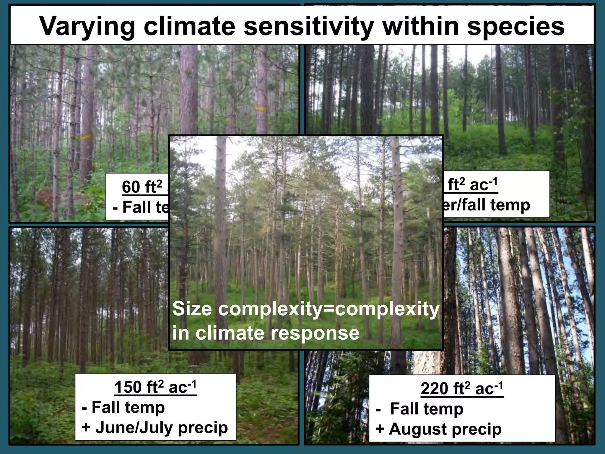 Varying climate sensitivity within species 
60 ft2 ac-1 
- Fall temp 
90 ft2 ac-1 
- Summer/fall temp 
Size complexity=complexity 
in climate response 
150 ft2 ac-1 
- Fall temp 
+ June/July precip 
220 ft2 ac-1 
- Fall temp 
+ August precip 
 
