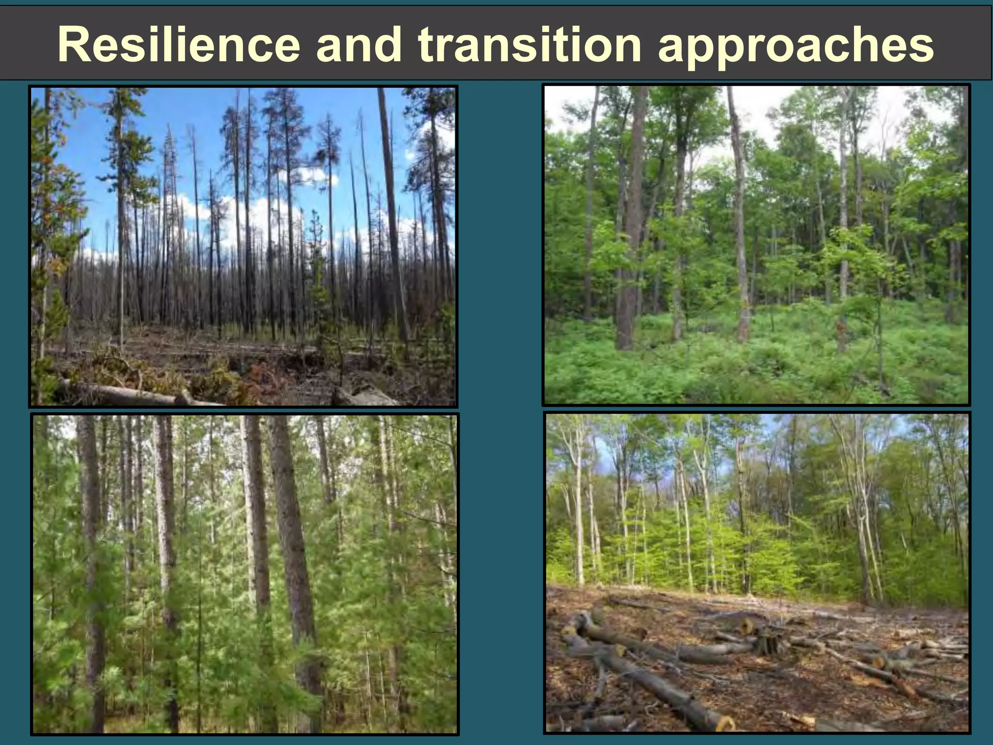 Resilience and transition approaches 
 