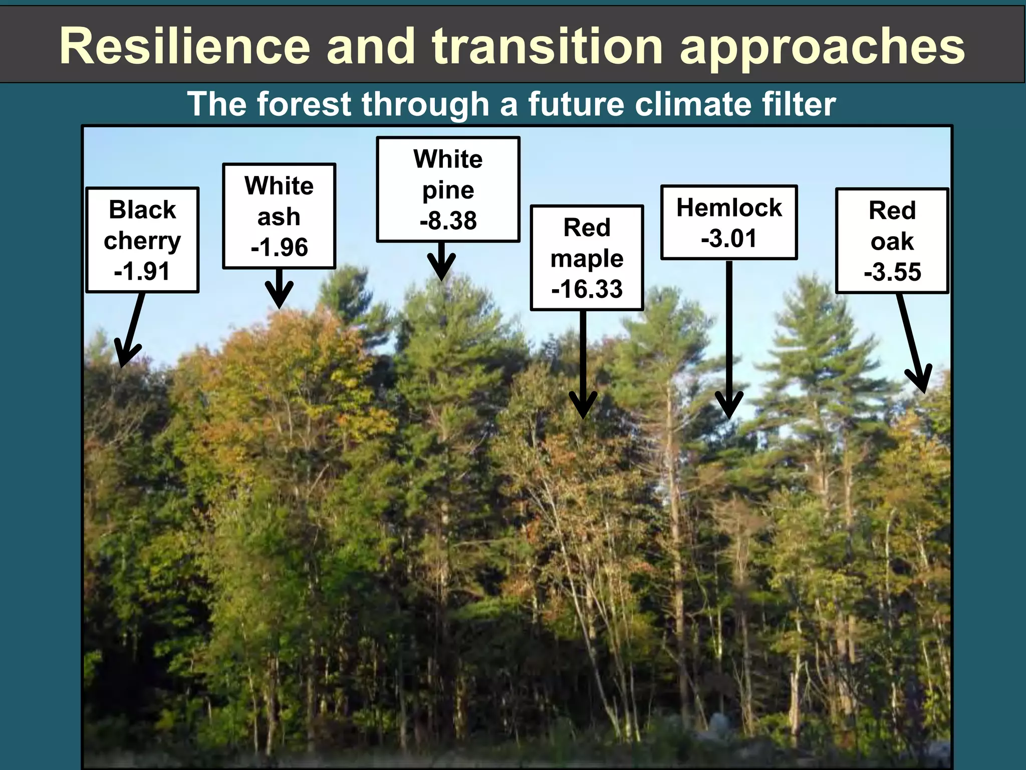 Resilience and transition approaches 
White 
ash 
-1.96 
White 
pine 
-8.38 Red 
maple 
-16.33 
Black 
cherry 
-1.91 
Hemlock 
-3.01 
Red 
oak 
-3.55 
The forest through a future climate filter 
 