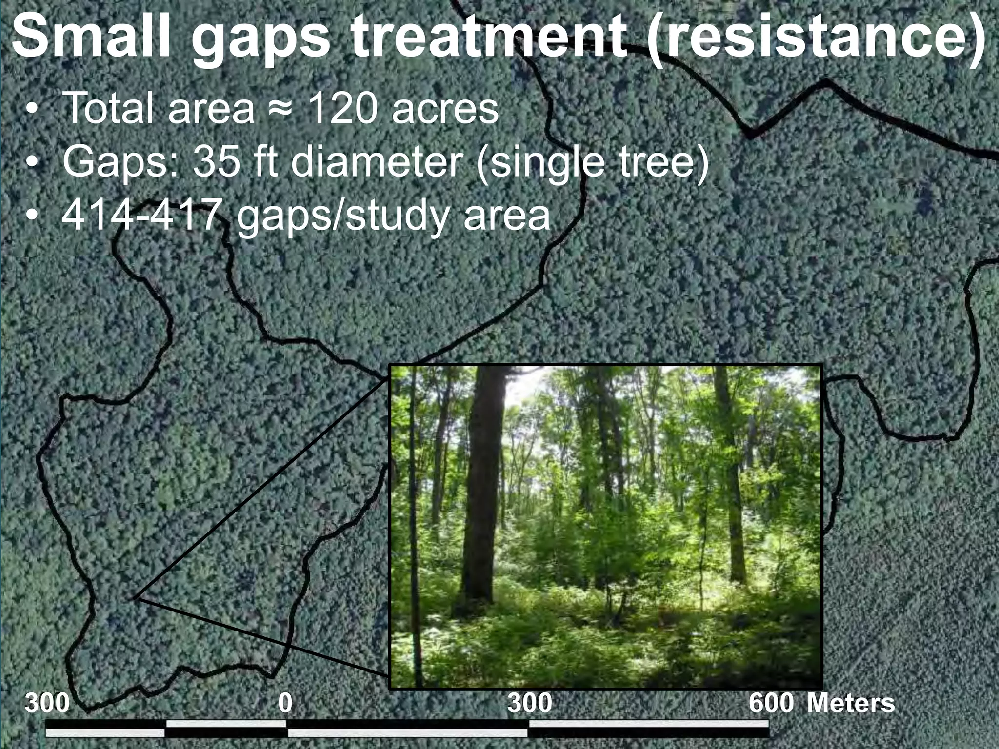 Small gaps treatment (resistance) 
• Total area ≈ 120 acres 
• Gaps: 35 ft diameter (single tree) 
• • 414-ARG4 417 Aeial 
gaps/study area 
300 0 300 600 Meters 
 
