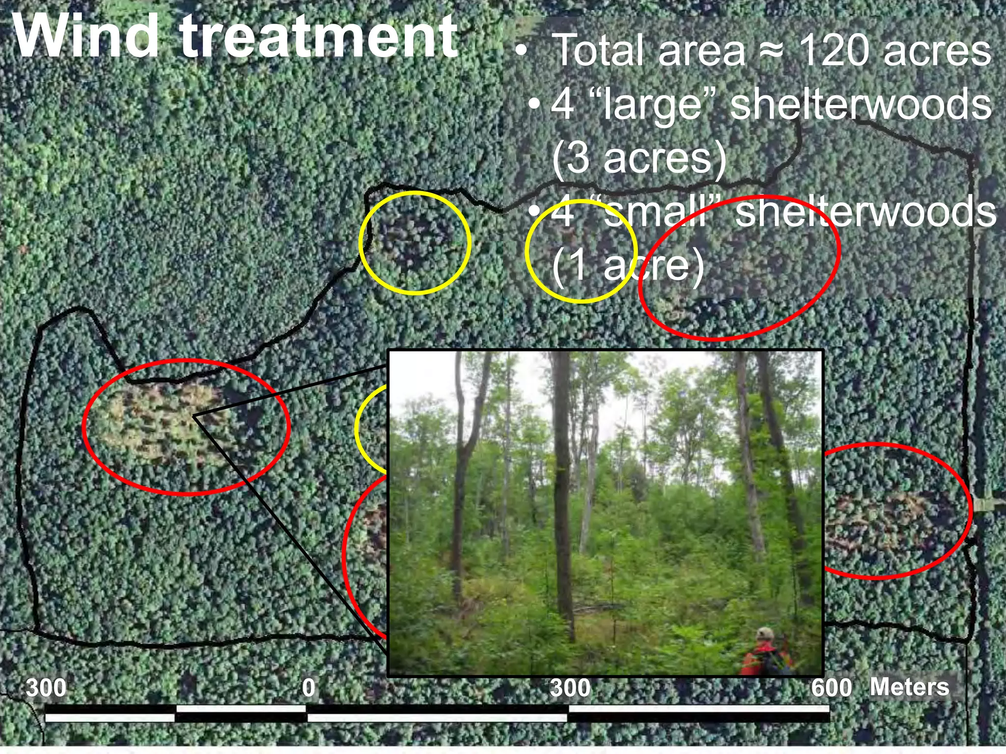 Wind treatment 
• Total area ≈ 120 acres 
• 4 “large” shelterwoods 
(3 acres) 
• 4 “small” shelterwoods 
(1 acre) 
300 0 300 600 
Meters 
 