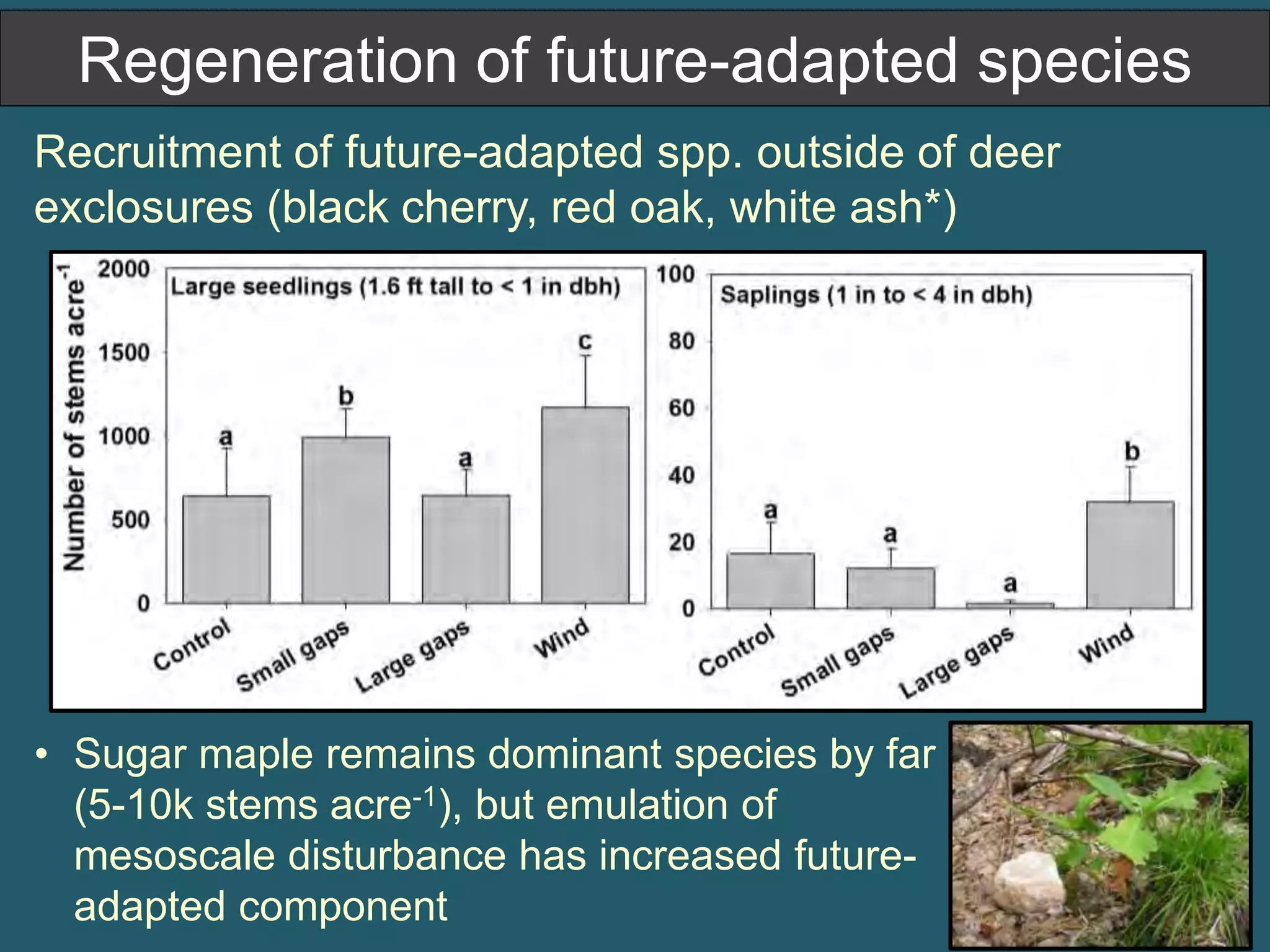 Regeneration of future-adapted species 
Recruitment of future-adapted spp. outside of deer 
exclosures (black cherry, red oak, white ash*) 
• Sugar maple remains dominant species by far 
(5-10k stems acre-1), but emulation of 
mesoscale disturbance has increased future-adapted 
component 
 