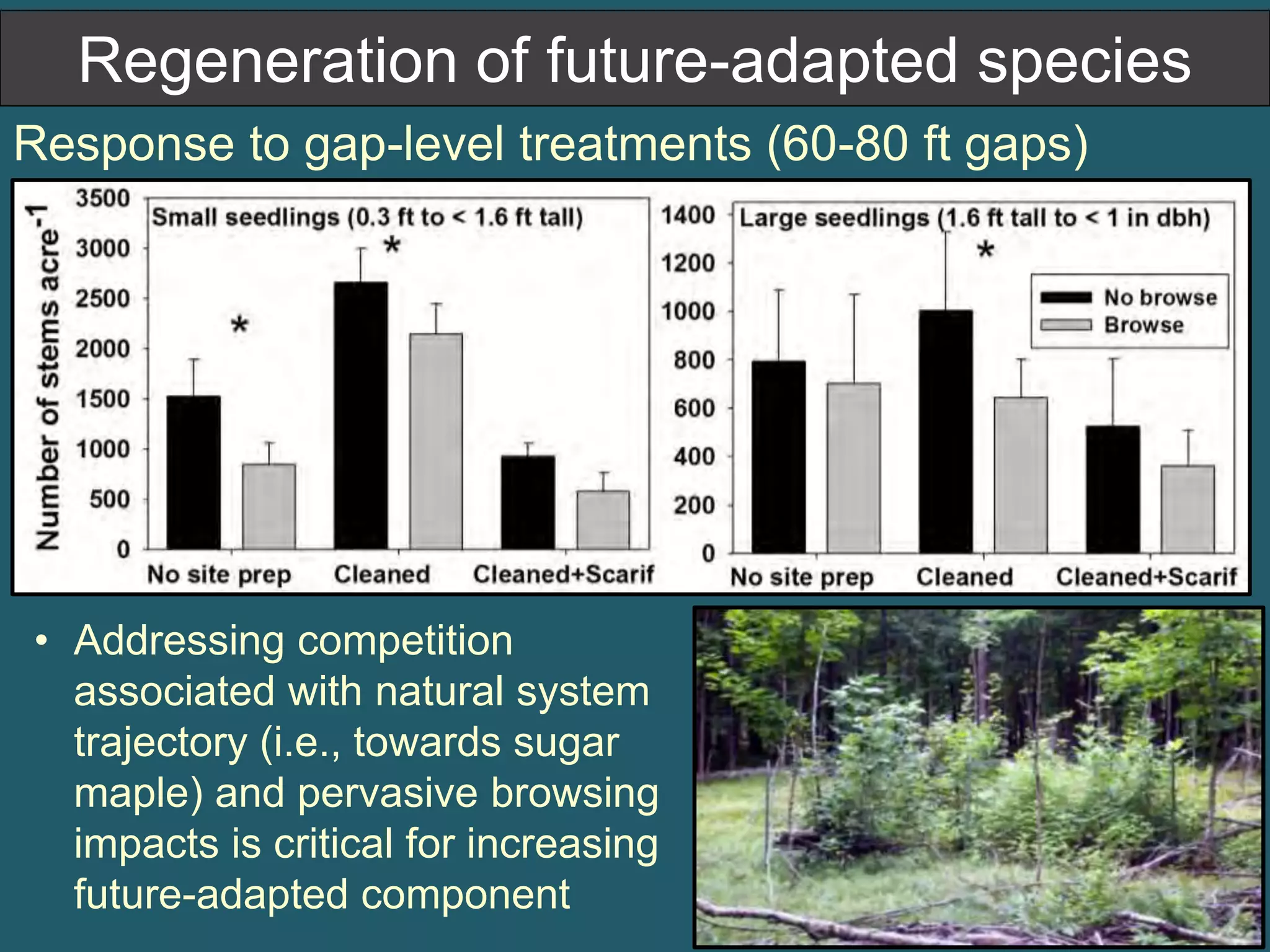 Regeneration of future-adapted species 
Response to gap-level treatments (60-80 ft gaps) 
• Addressing competition 
associated with natural system 
trajectory (i.e., towards sugar 
maple) and pervasive browsing 
impacts is critical for increasing 
future-adapted component 
 