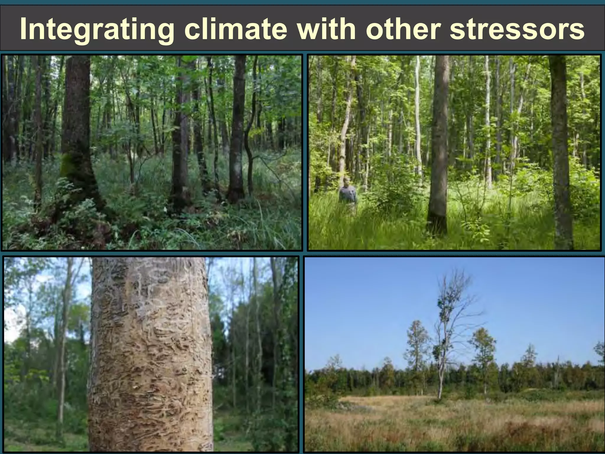 Integrating climate with other stressors 
 