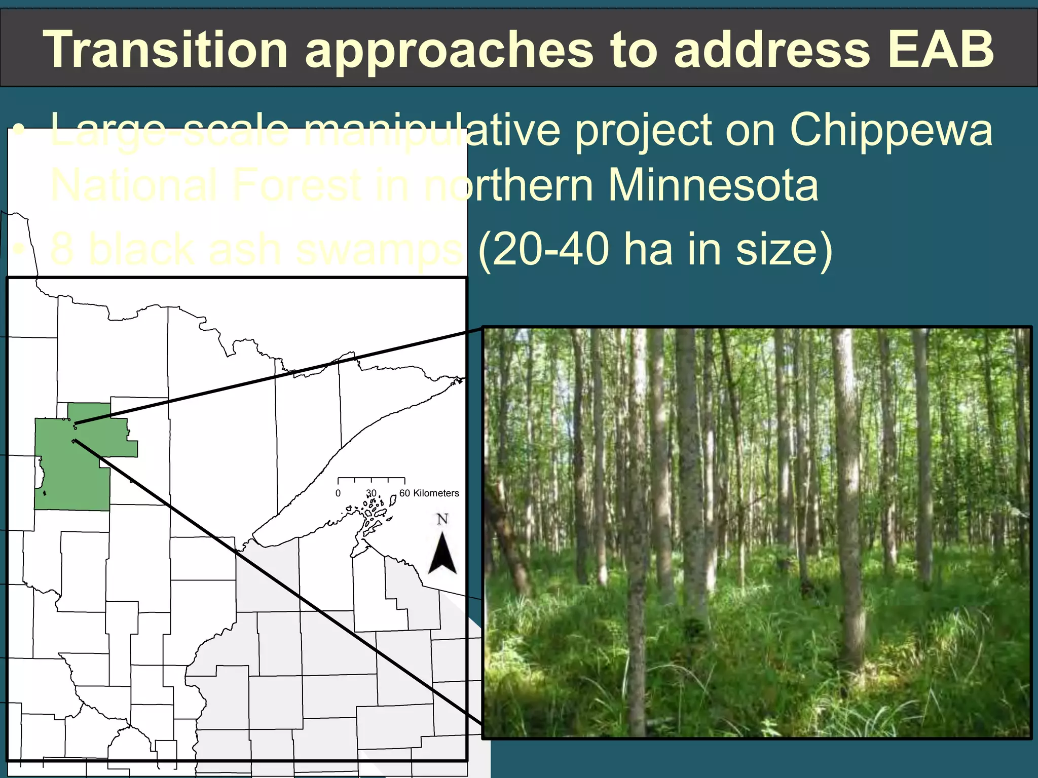 Transition approaches to address EAB 
• Large-scale manipulative project on Chippewa 
National Forest in northern Minnesota 
• 8 black ash swamps (20-40 ha in size) 
0 30 60 Kilometers 
 