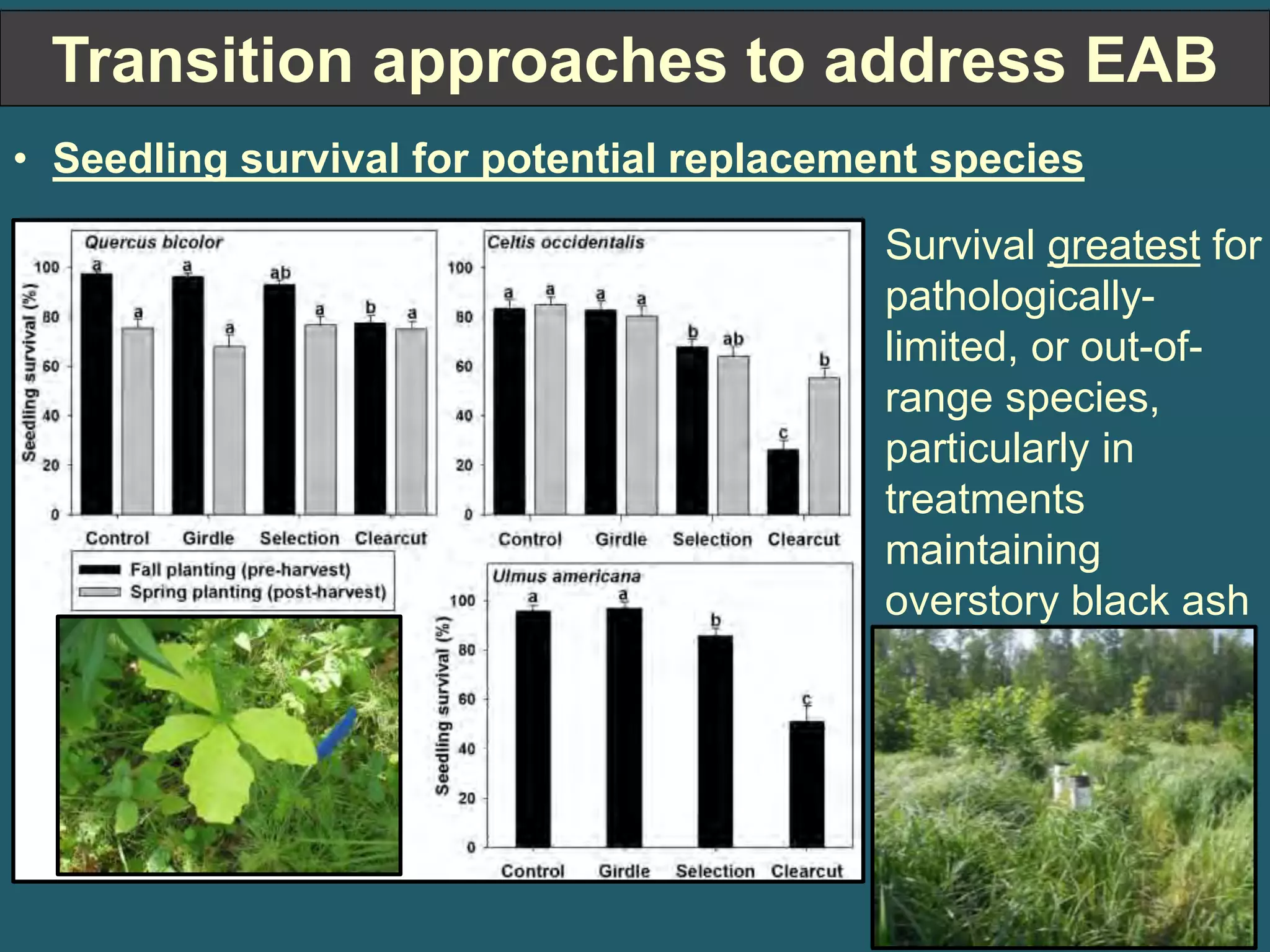 Transition approaches to address EAB 
• Seedling survival for potential replacement species 
Survival greatest for 
pathologically-limited, 
or out-of-range 
species, 
particularly in 
treatments 
maintaining 
overstory black ash 
 