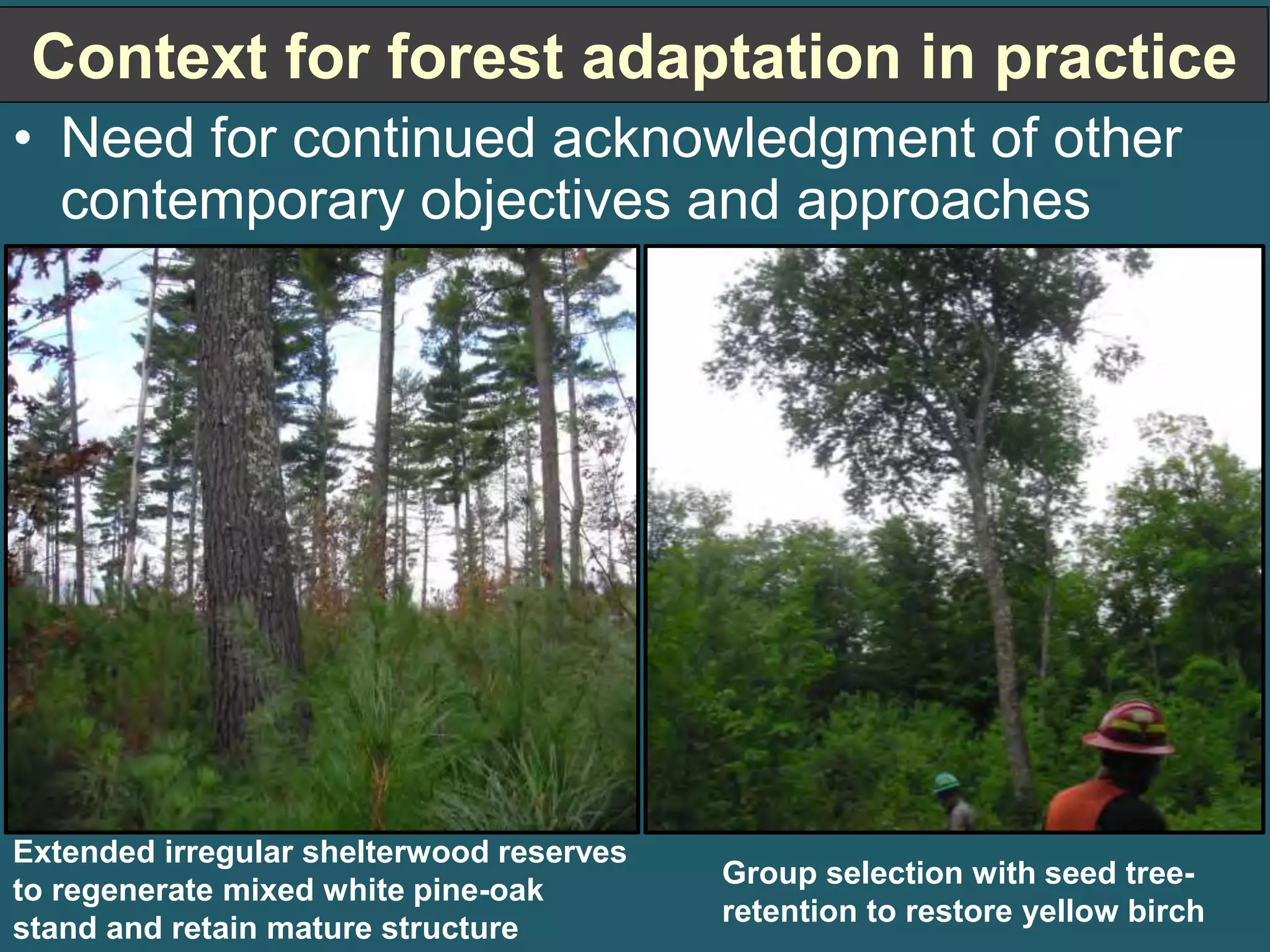 Context for forest adaptation in practice 
• Need for continued acknowledgment of other 
contemporary objectives and approaches 
Group selection with seed tree-retention 
to restore yellow birch 
Extended irregular shelterwood reserves 
to regenerate mixed white pine-oak 
stand and retain mature structure 
 