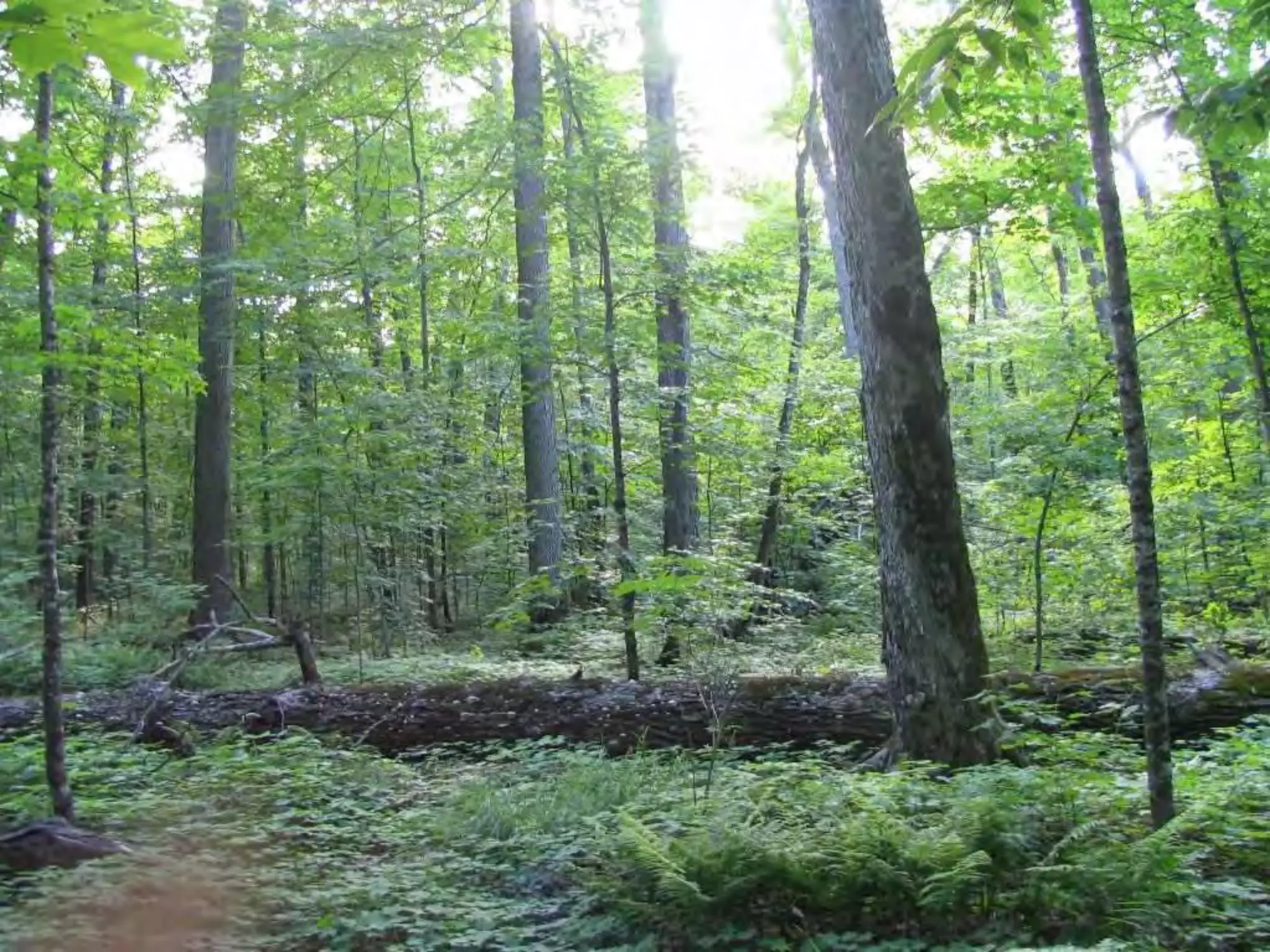Real-World Examples of Forest Adaptation