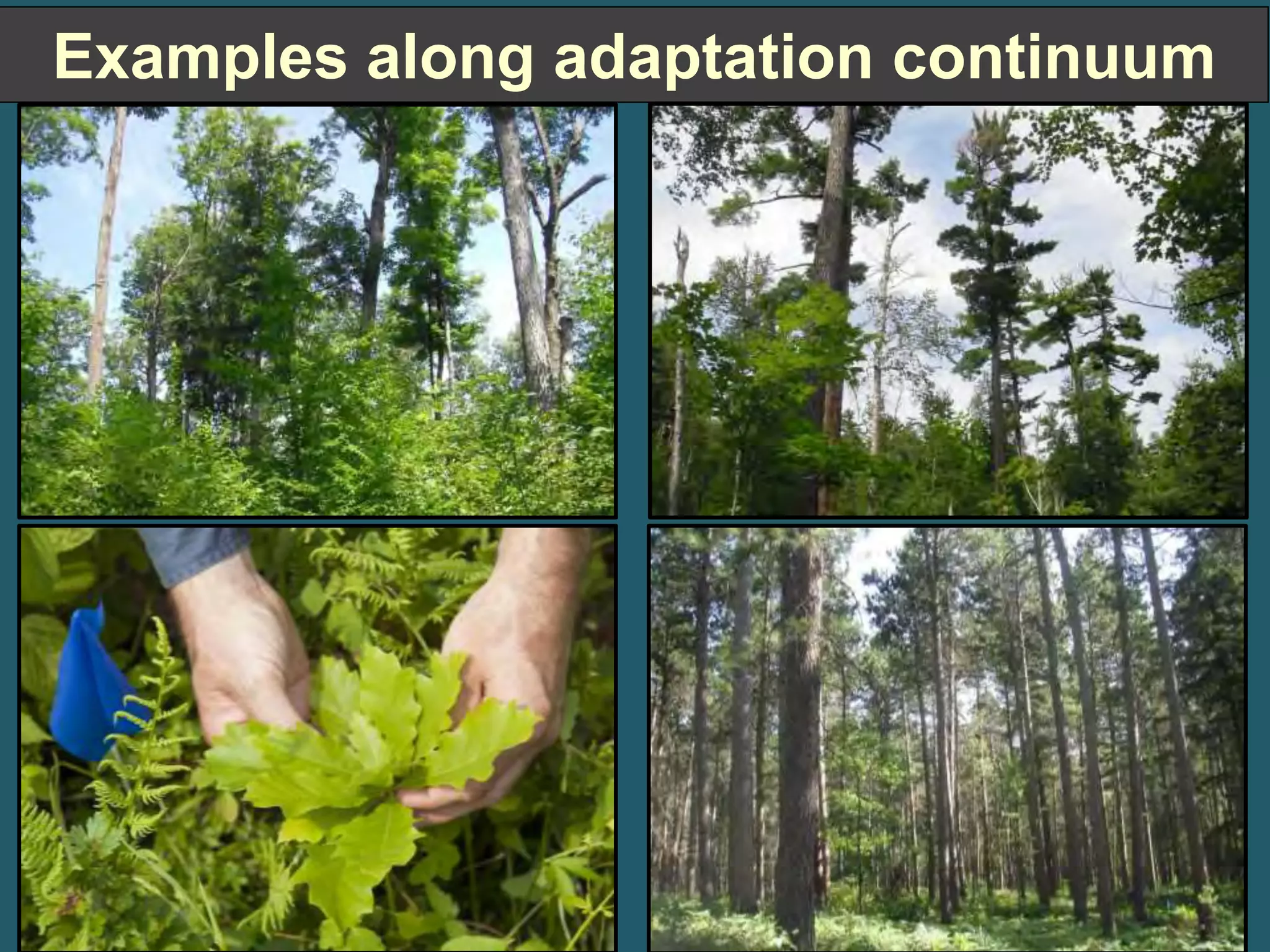 Examples along adaptation continuum 
 