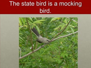 The state bird is a mocking bird.