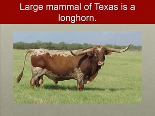 Large mammal of Texas is a longhorn.