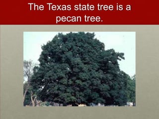 The Texas state tree is a pecan tree.