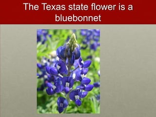 The Texas state flower is a bluebonnet