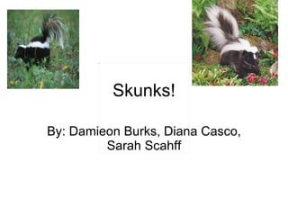Skunks! By: Damieon Burks, Diana Casco, Sarah Scahff 