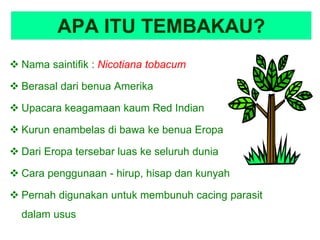 APA ITU TEMBAKAU?
 Nama saintifik : Nicotiana tobacum
 Berasal dari benua Amerika
 Upacara keagamaan kaum Red Indian
 Kurun enambelas di bawa ke benua Eropa
 Dari Eropa tersebar luas ke seluruh dunia
 Cara penggunaan - hirup, hisap dan kunyah
 Pernah digunakan untuk membunuh cacing parasit
dalam usus
 
