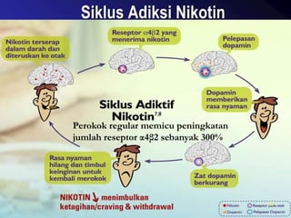 Siklus Adiksi Nikotin
20
Perokok regular memicu peningkatan
jumlah reseptor α4β2 sebanyak 300%
 