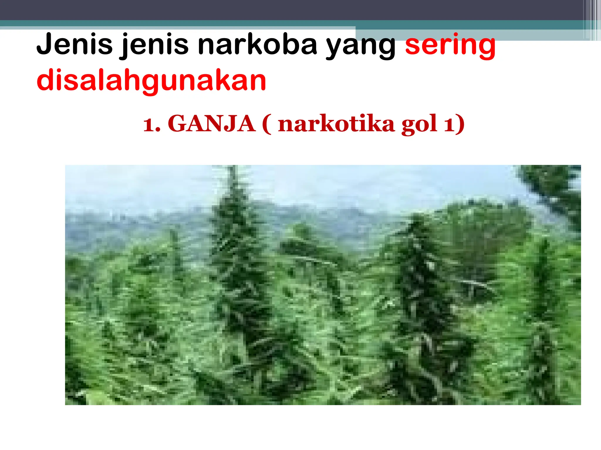 Jenis jenis narkoba yang sering
disalahgunakan
1. GANJA ( narkotika gol 1)
 