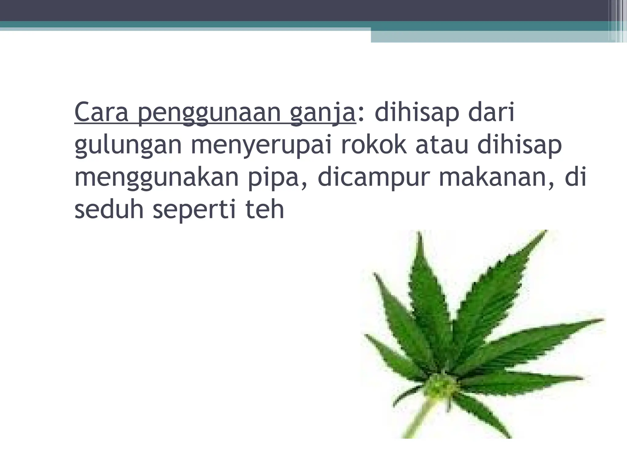 Cara penggunaan ganja: dihisap dari
gulungan menyerupai rokok atau dihisap
menggunakan pipa, dicampur makanan, di
seduh seperti teh
 