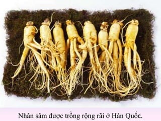 Nhân sâm được trồng rộng rãi ở Hàn Quốc.
 