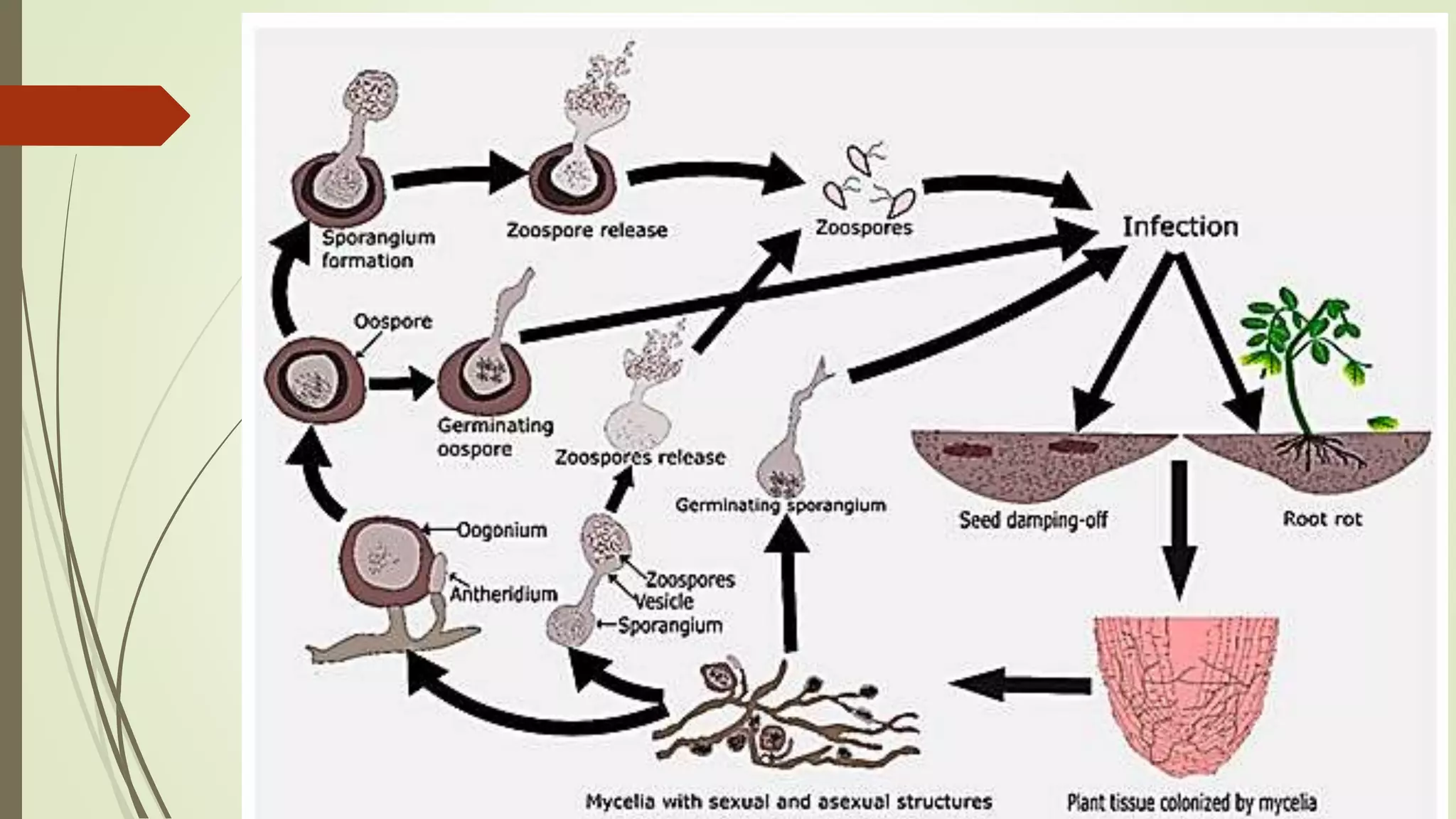 Damping off of seedling | PPTX