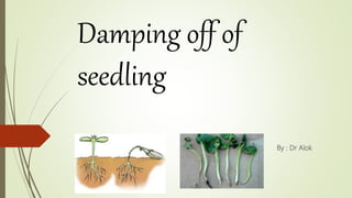 Damping off of
seedling
By : Dr Alok
 