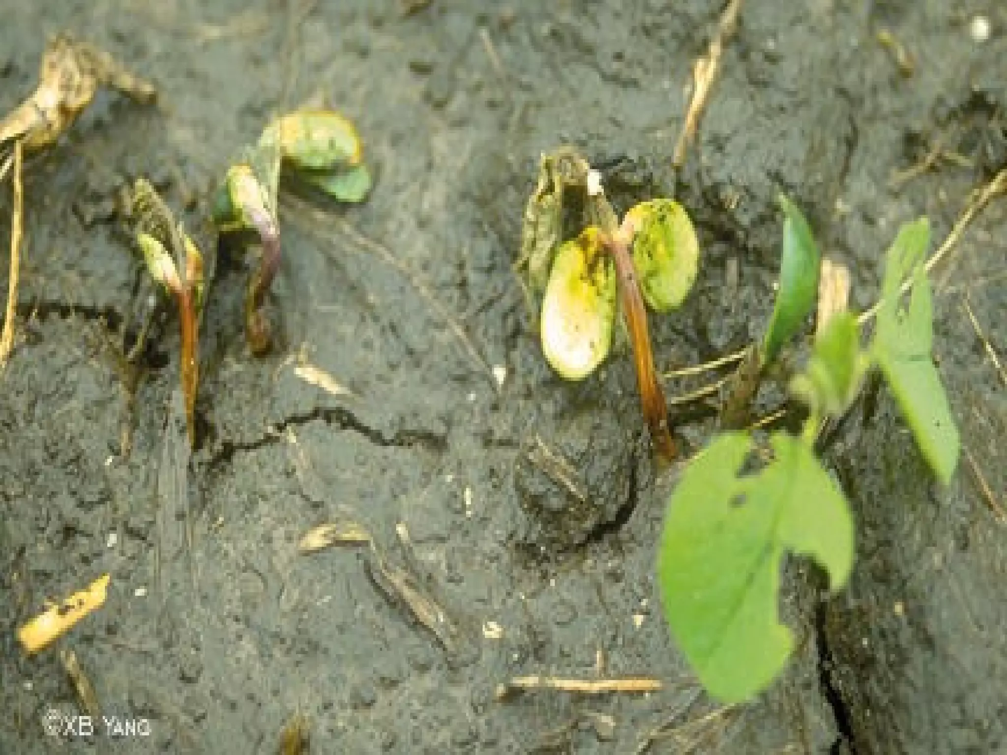 Damping off of Vegetables | PPT