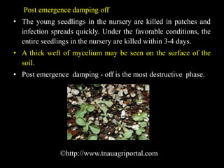 kentucky dark fired tobacco Early Autumn in Kentucky kentucky dark fired tobacco Early Autumn in Kentucky
