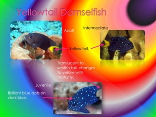 Yellowtail DamselfishIntermediateAdultYellow tail.Translucent to whitish tail, changes to yellow with maturity.JuvenileBrilliant blue dots on dark blue.