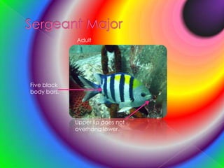 Sergeant MajorAdultFive black body bars.Upper lip does not overhang lower.