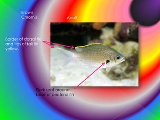 Brown ChromisAdultBorder of dorsal fin and tips of tail fin yellow.Dark spot around base of pectoral fin.