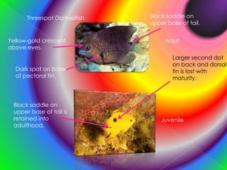 Black saddle on upper base of tail.Threespot DamselfishYellow-gold crescent above eyes.AdultLarger second dot on back and dorsal fin is lost with maturity.Dark spot on base of pectoral fin.Black saddle on upper base of tail is retained into adulthood.Juvenile