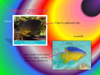 BeaugregoryAdultPale to yellowish tail.JuvenileBlue wash from snout across nape, down back and dorsal fin.