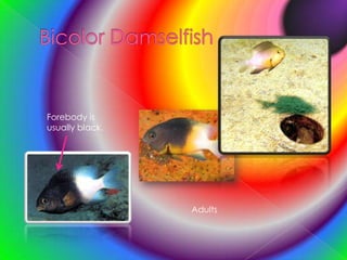 Bicolor DamselfishForebody is usually black.Adults