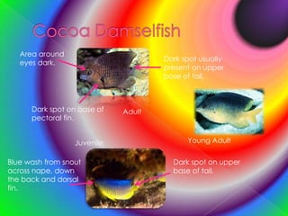 Cocoa DamselfishArea around eyes dark.Dark spot usually present on upper base of tail.Dark spot on base of pectoral fin.AdultYoung AdultJuvenileBlue wash from snout across nape, down the back and dorsal fin.Dark spot on upper base of tail.