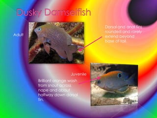 Dusky DamselfishDorsal and anal fins rounded and rarely extend beyond base of tail.AdultJuvenileBrilliant orange wash from snout across nape and about halfway down dorsal fin.