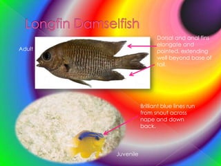 Longfin DamselfishDorsal and anal fins elongate and pointed, extending well beyond base of tail.AdultBrilliant blue lines run from snout across nape and down back.Juvenile