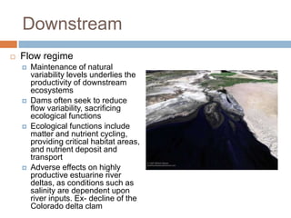 Downstream
   Flow regime
       Maintenance of natural
        variability levels underlies the
        productivity of downstream
        ecosystems
       Dams often seek to reduce
        flow variability, sacrificing
        ecological functions
       Ecological functions include
        matter and nutrient cycling,
        providing critical habitat areas,
        and nutrient deposit and
        transport
       Adverse effects on highly
        productive estuarine river
        deltas, as conditions such as
        salinity are dependent upon
        river inputs. Ex- decline of the
        Colorado delta clam
 