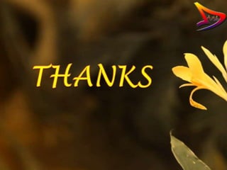 Dams yamma yamma final (1)