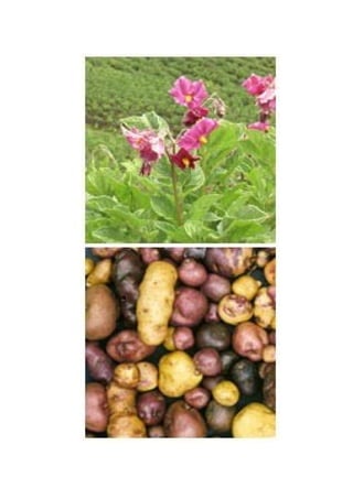 Día nacional de la papa